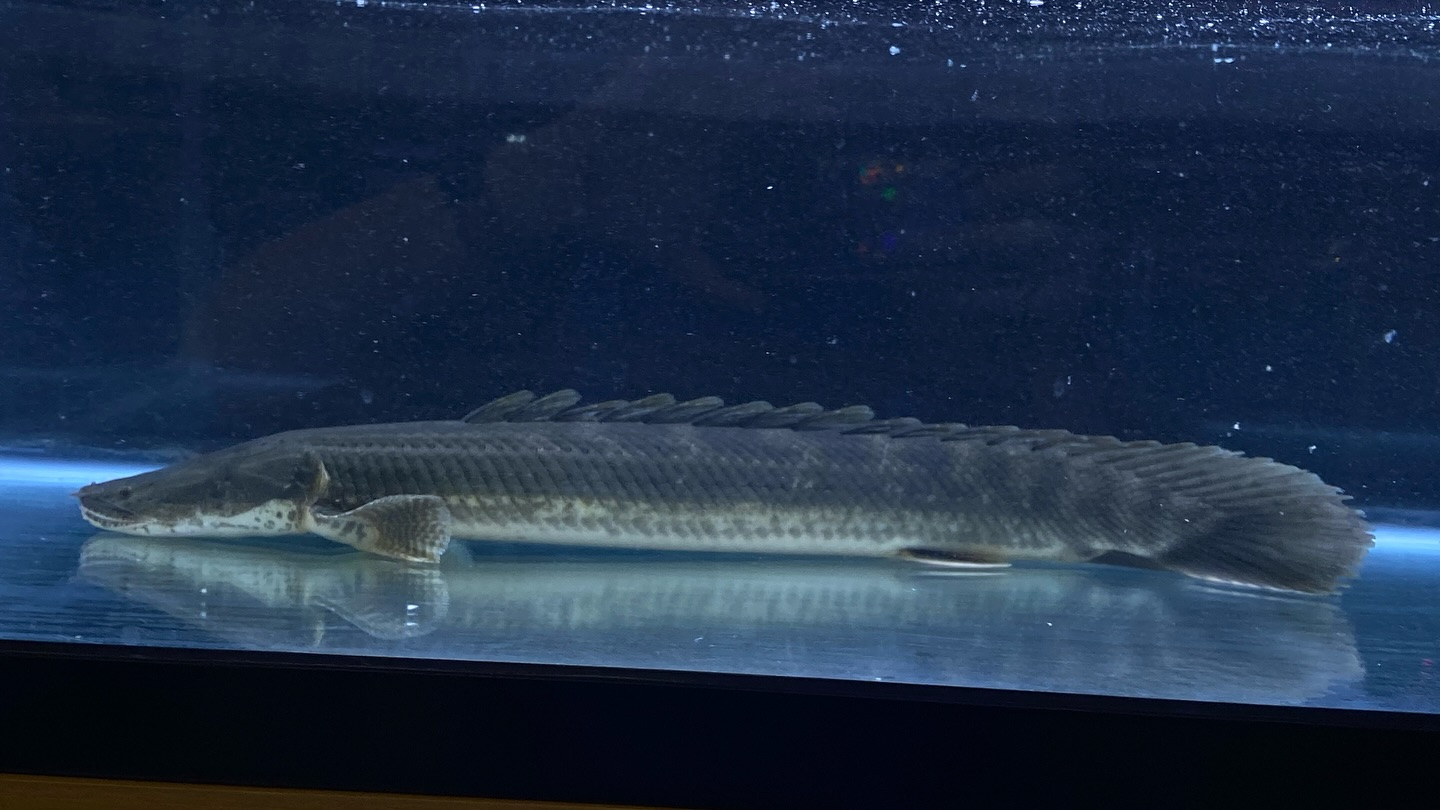 aquastyleg.base.shop/items/106...