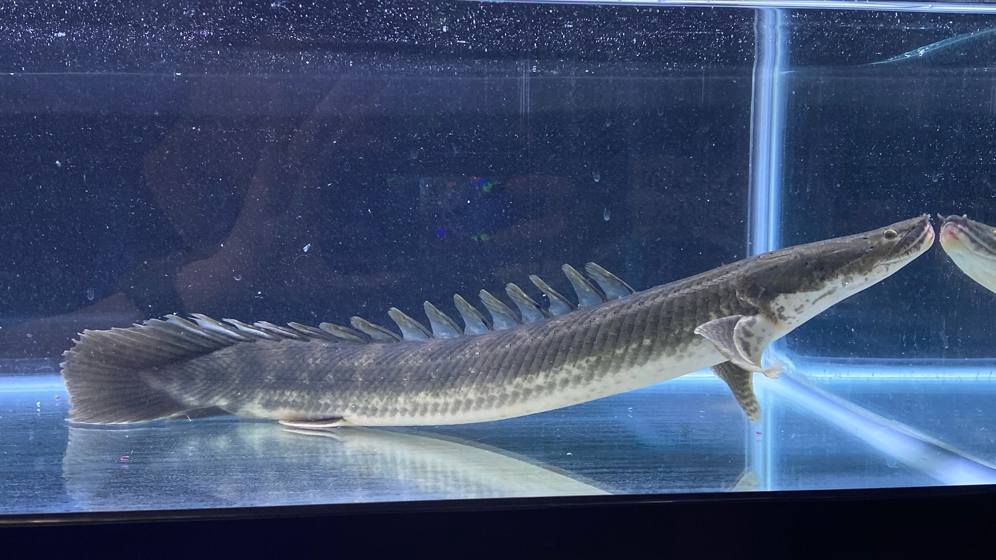 aquastyleg.base.shop/items/106...