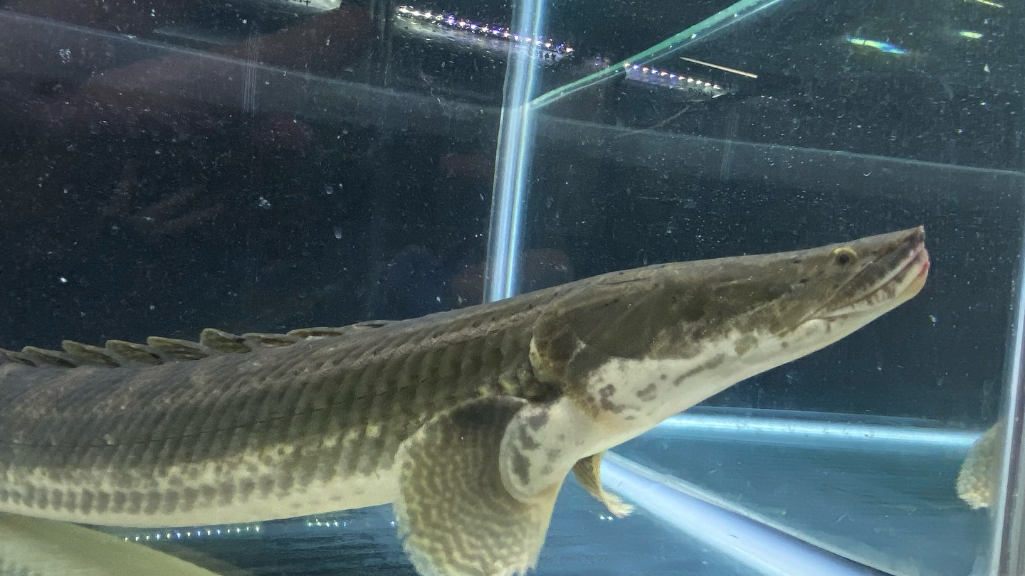 aquastyleg.base.shop/items/106...