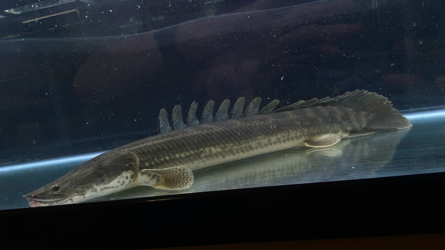 aquastyleg.base.shop/items/106...