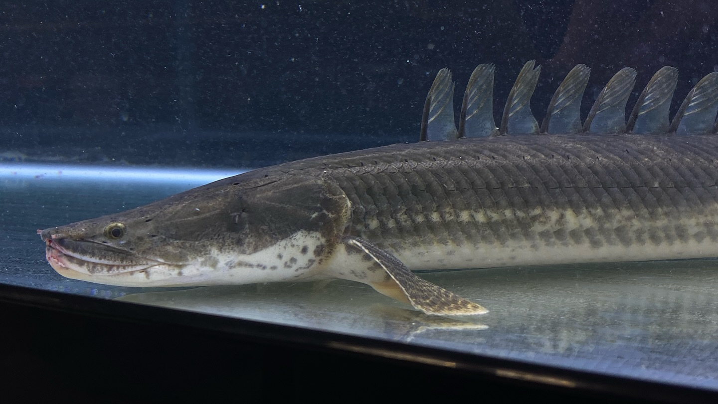 aquastyleg.base.shop/items/106...