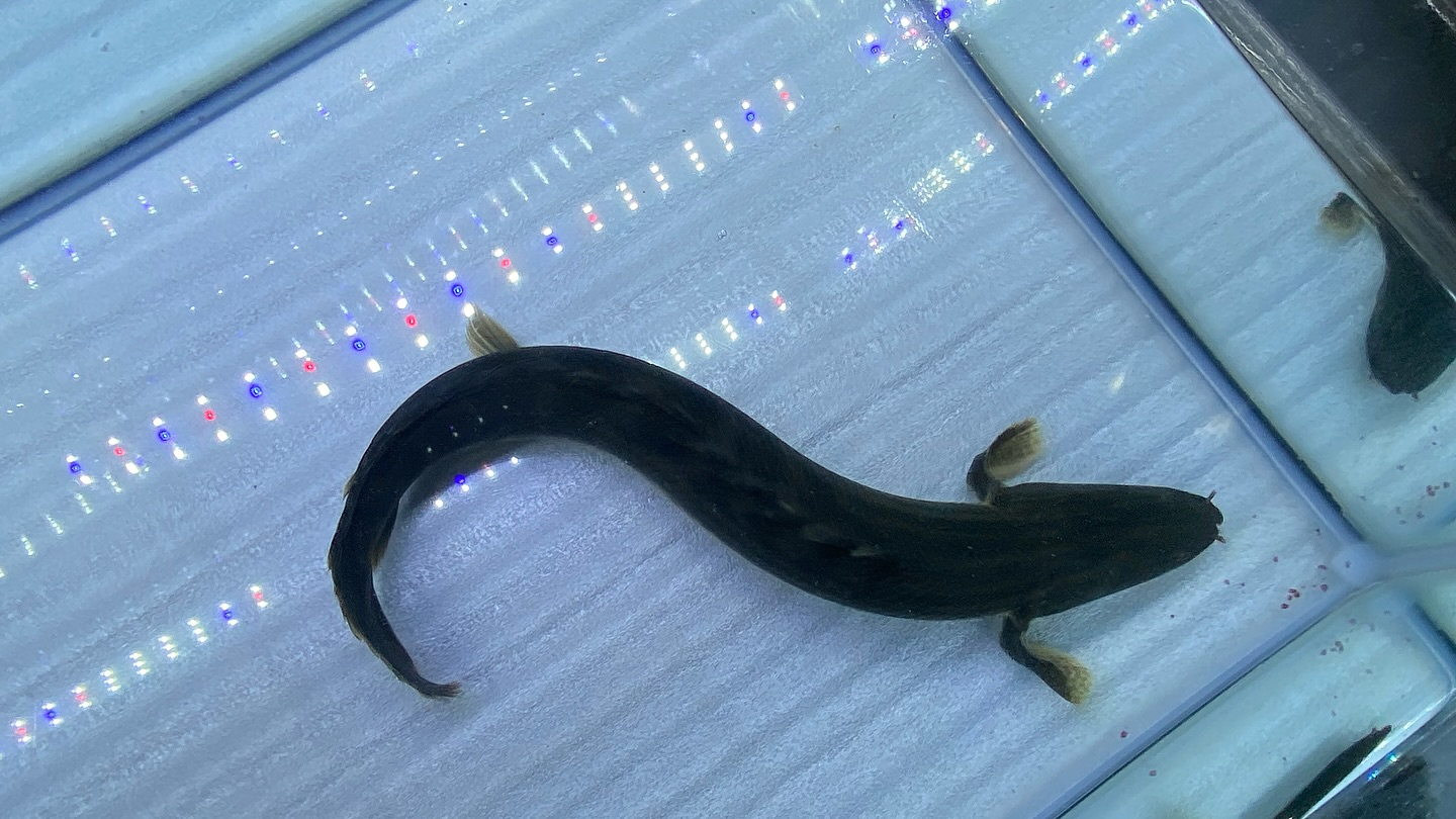 aquastyleg.base.shop/items/106...