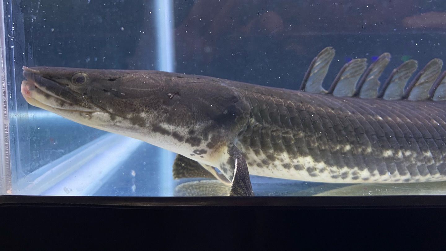 aquastyleg.base.shop/items/106...