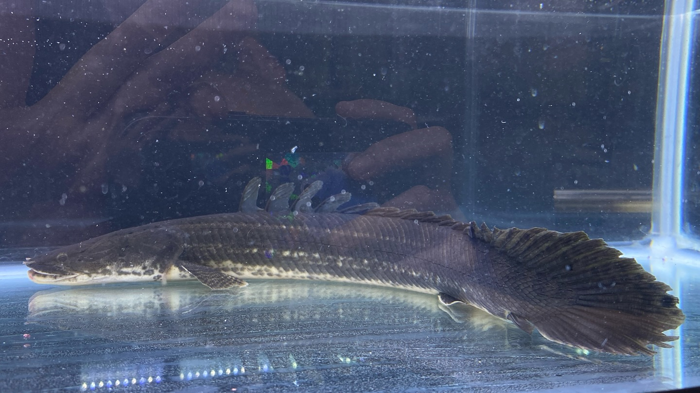 aquastyleg.base.shop/items/106...