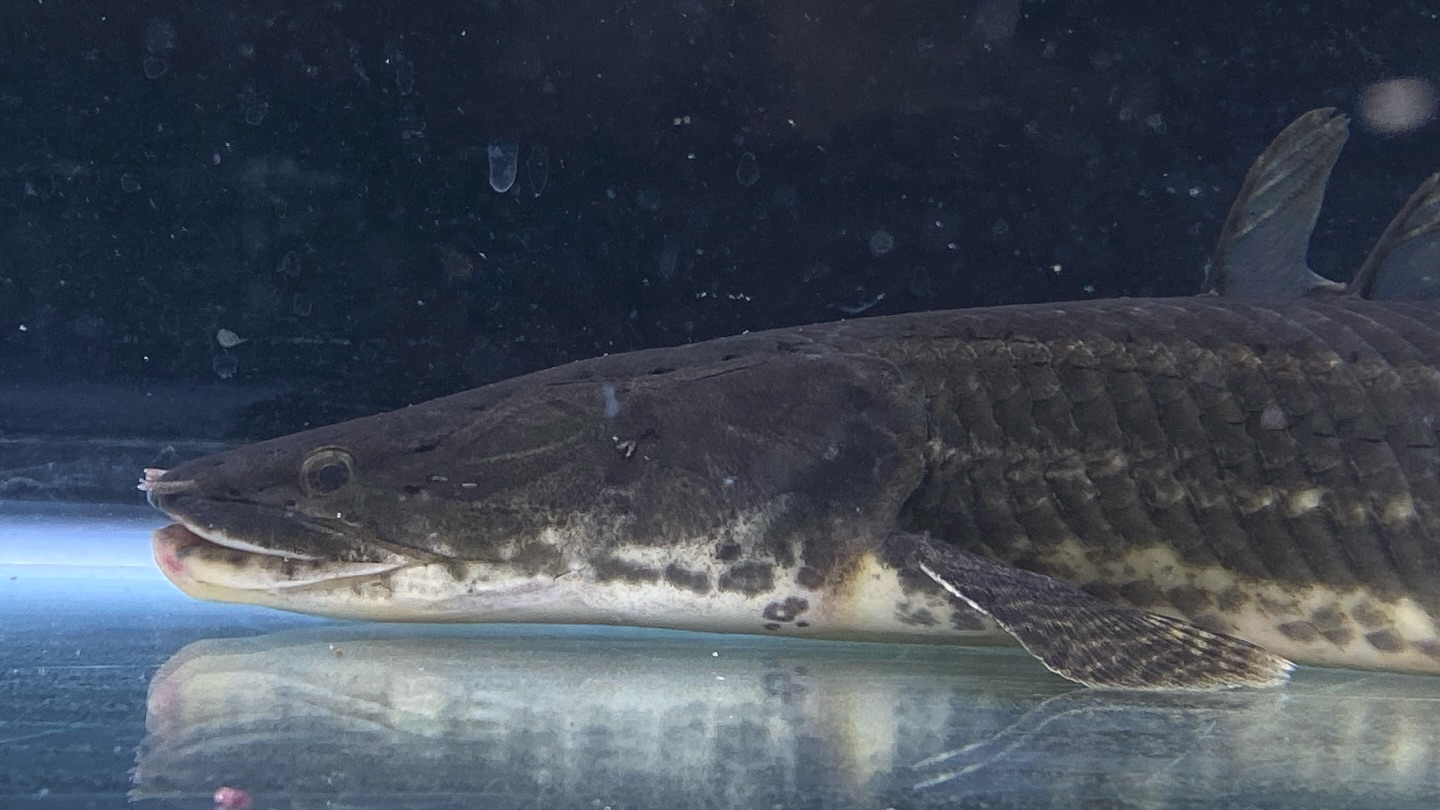 aquastyleg.base.shop/items/106...