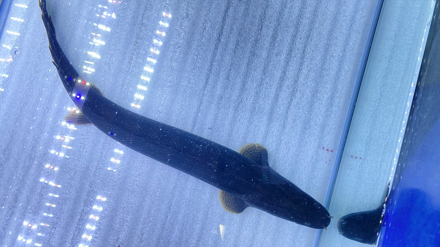 aquastyleg.base.shop/items/106...