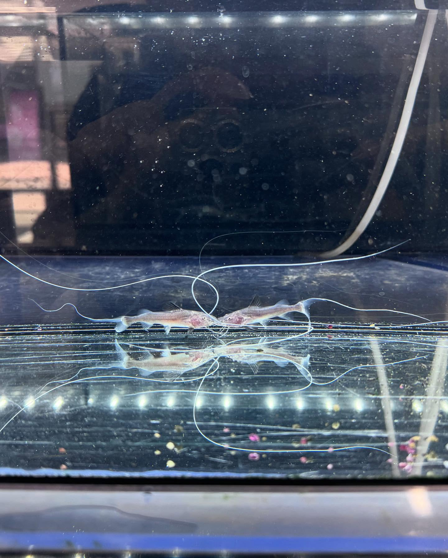 aquastyleg.base.shop/items/106...