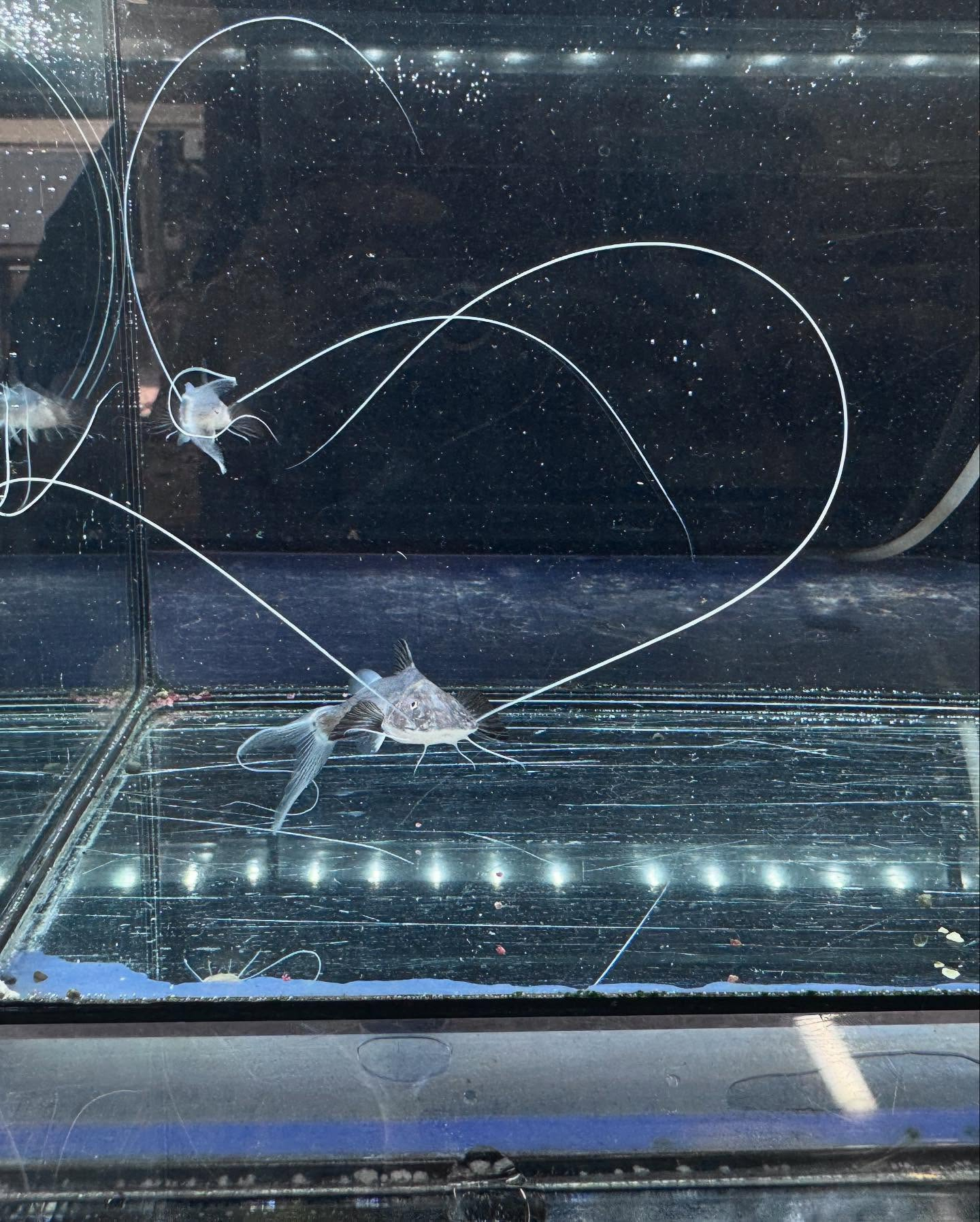 aquastyleg.base.shop/items/106...