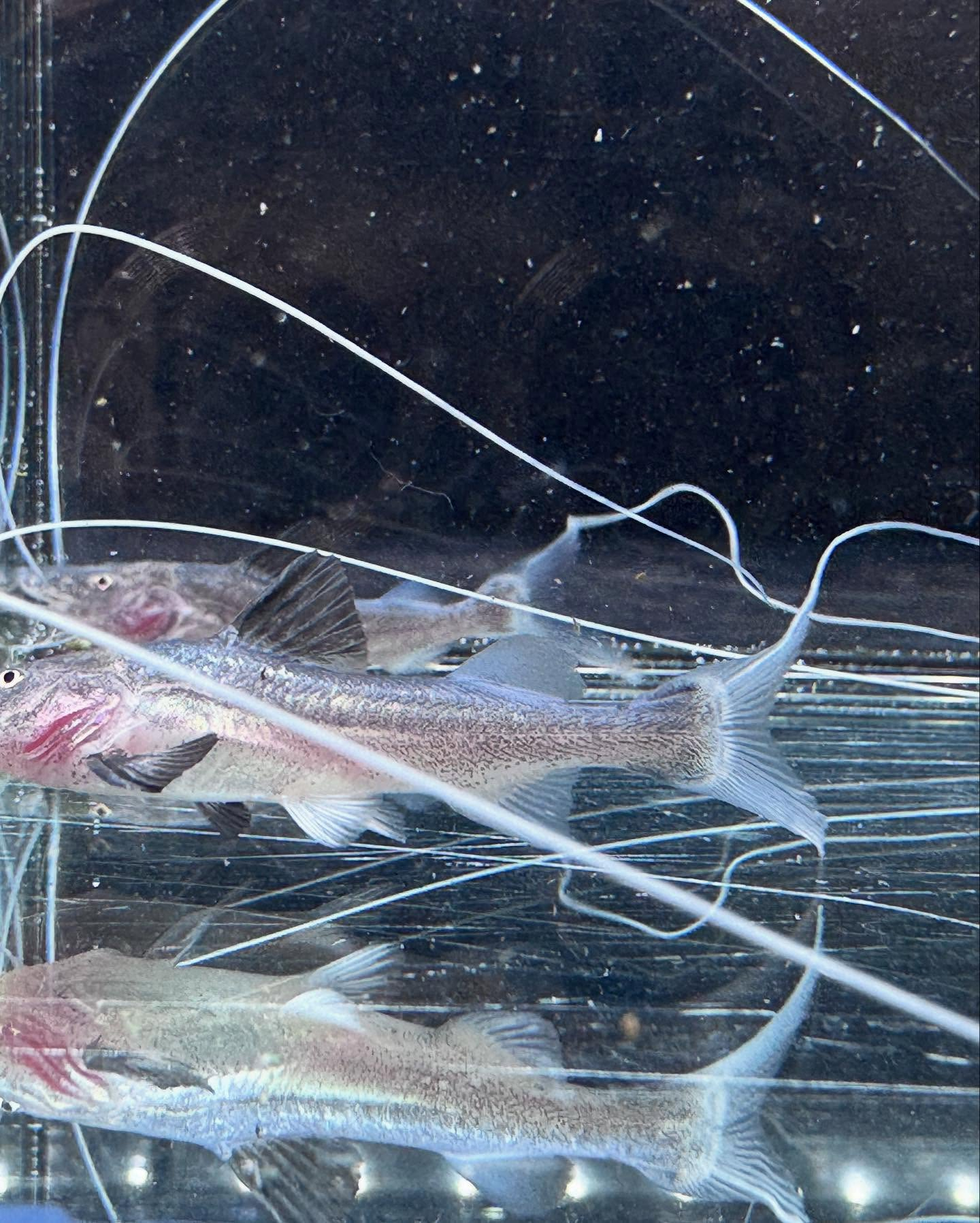 aquastyleg.base.shop/items/106...