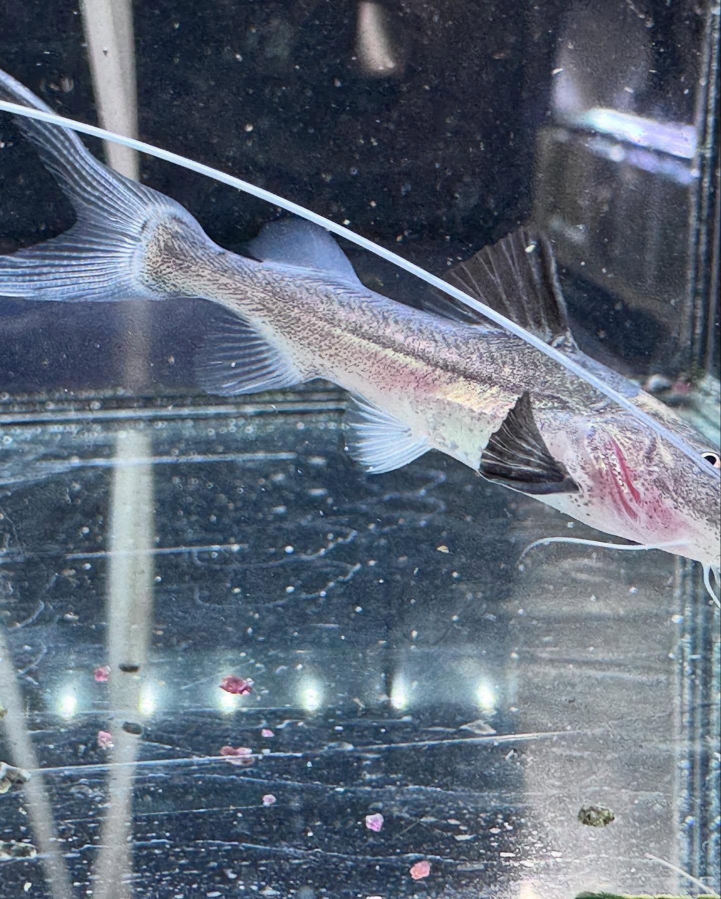 aquastyleg.base.shop/items/106...