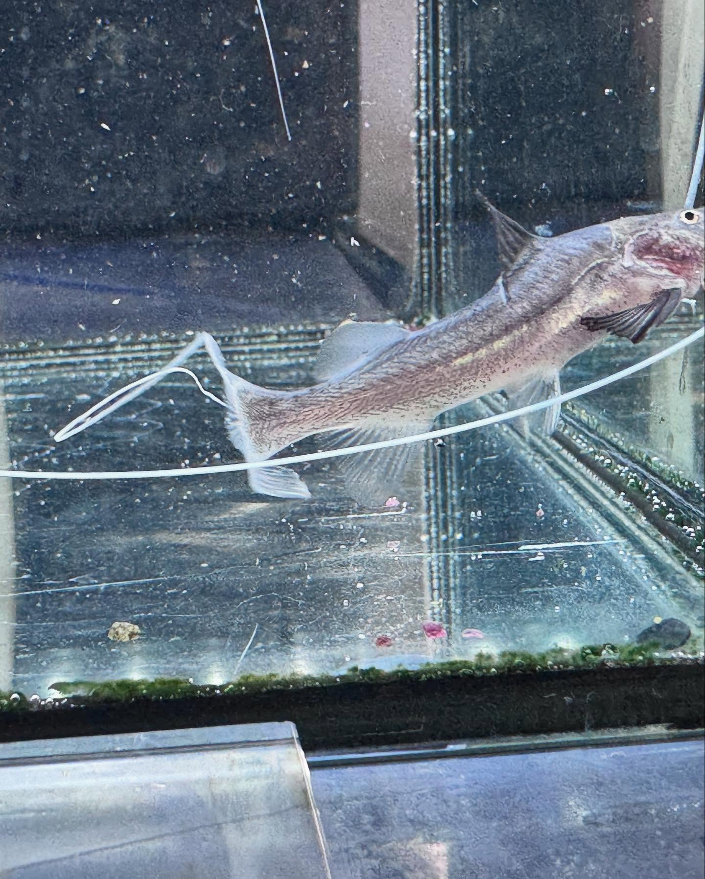 aquastyleg.base.shop/items/106...