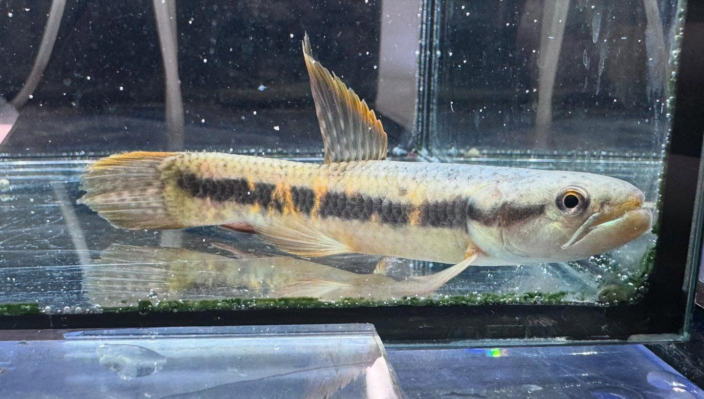 aquastyleg.base.shop/items/106...