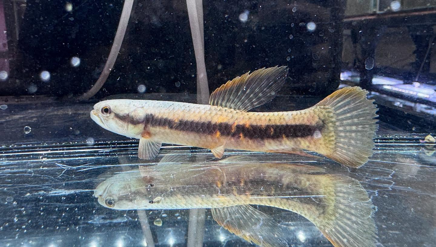 aquastyleg.base.shop/items/106...