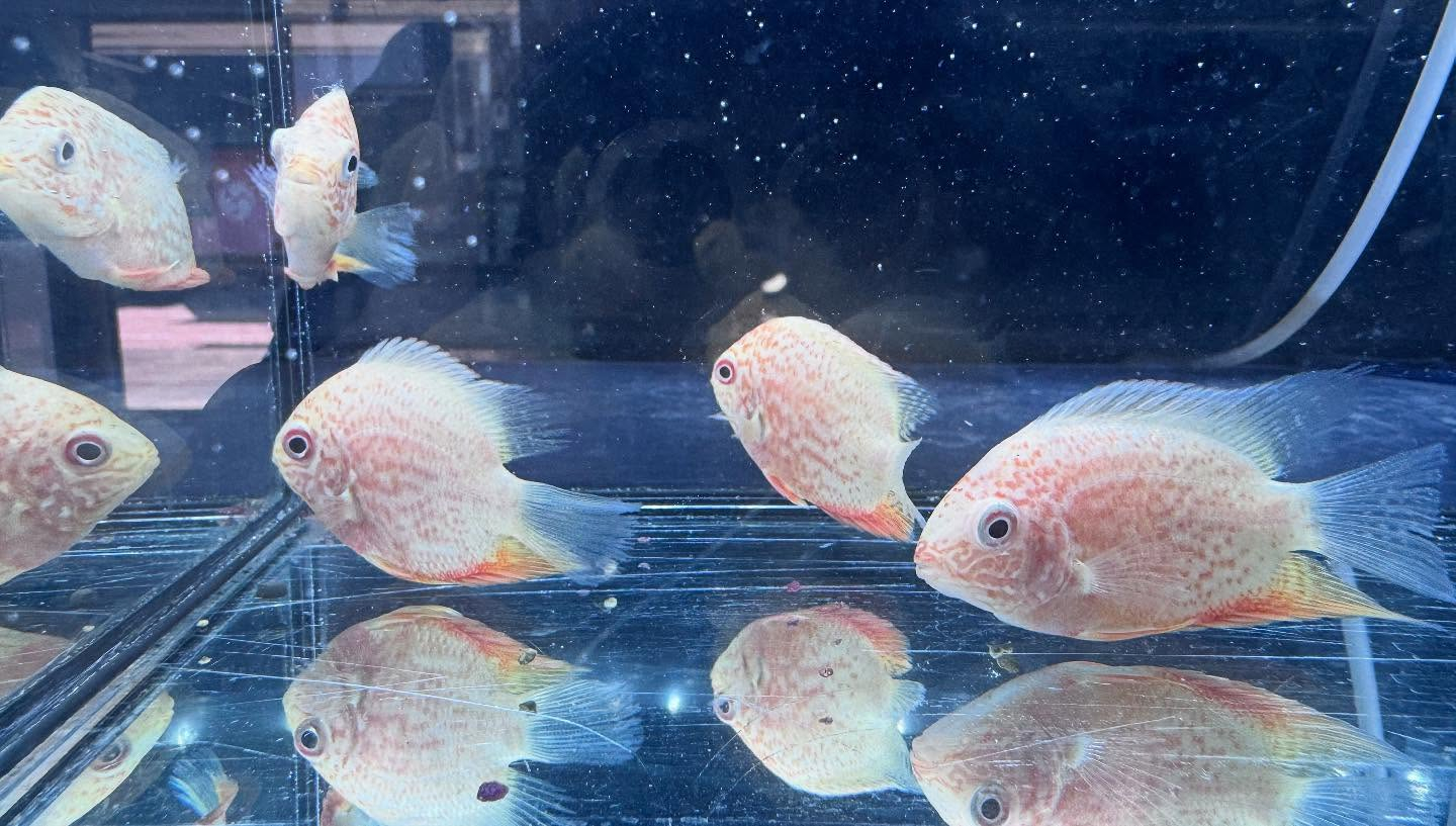 aquastyleg.base.shop/items/106...