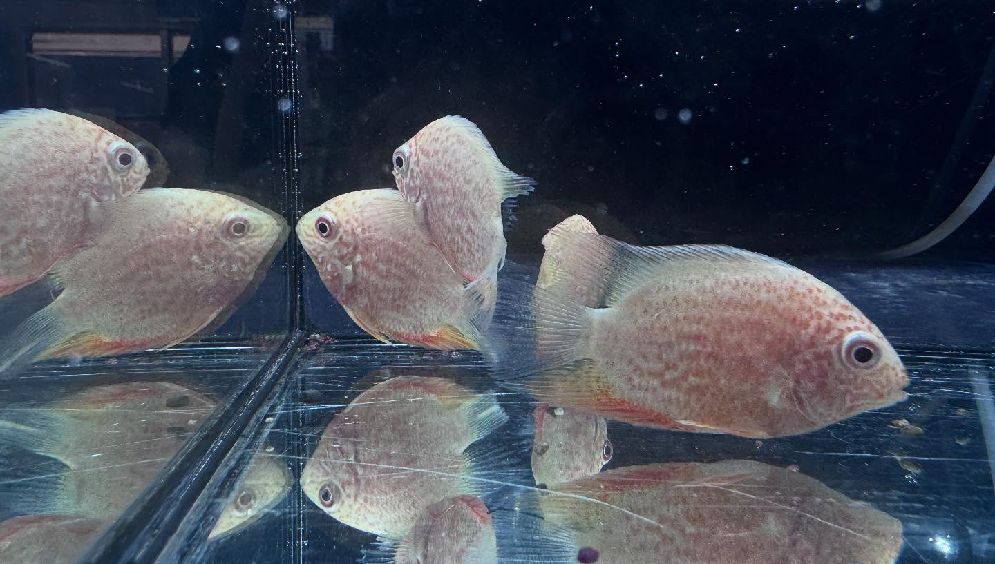 aquastyleg.base.shop/items/106...