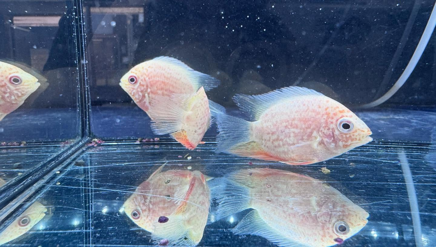 aquastyleg.base.shop/items/106...