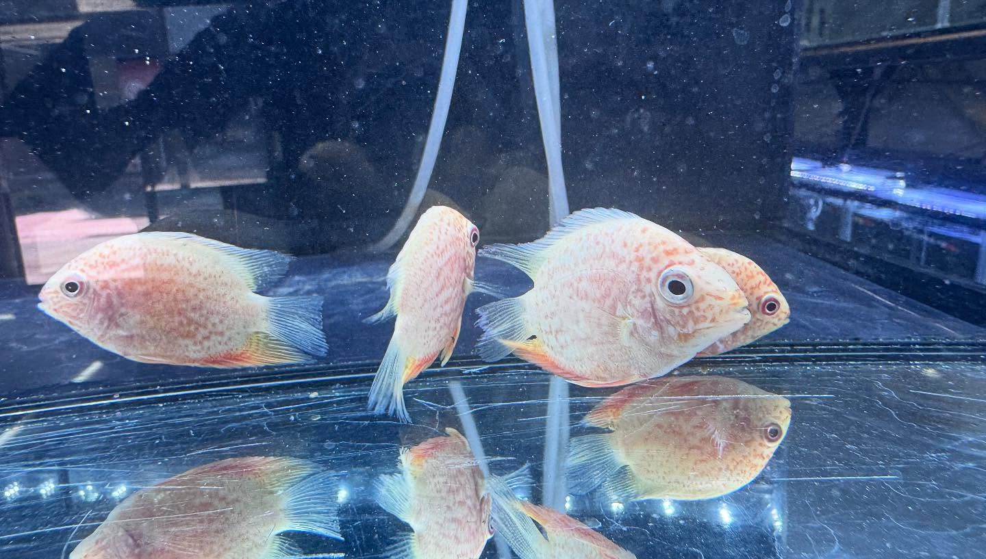 aquastyleg.base.shop/items/106...