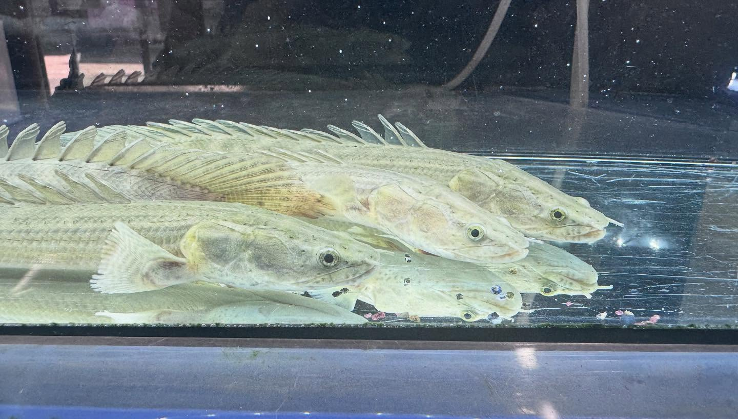 aquastyleg.base.shop/items/106...