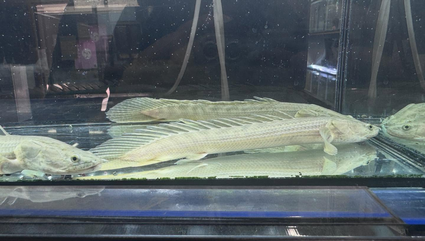 aquastyleg.base.shop/items/106...