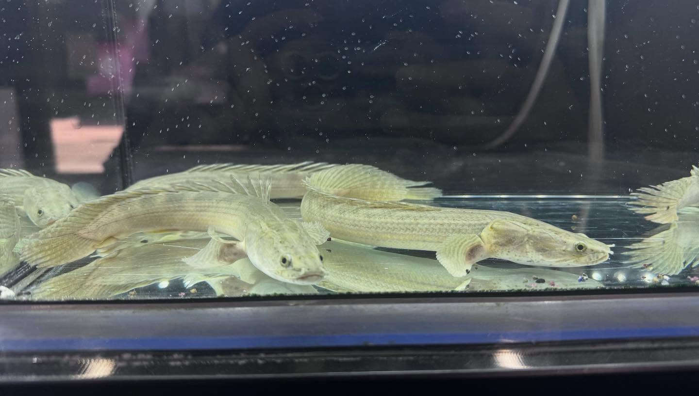 aquastyleg.base.shop/items/106...