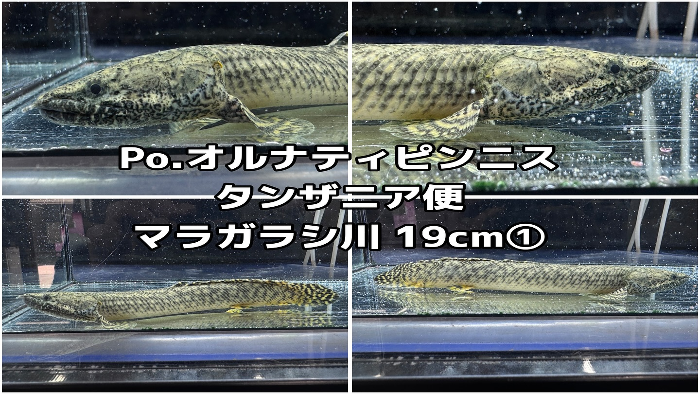 ３周年祭SALE 通販対象商品❷