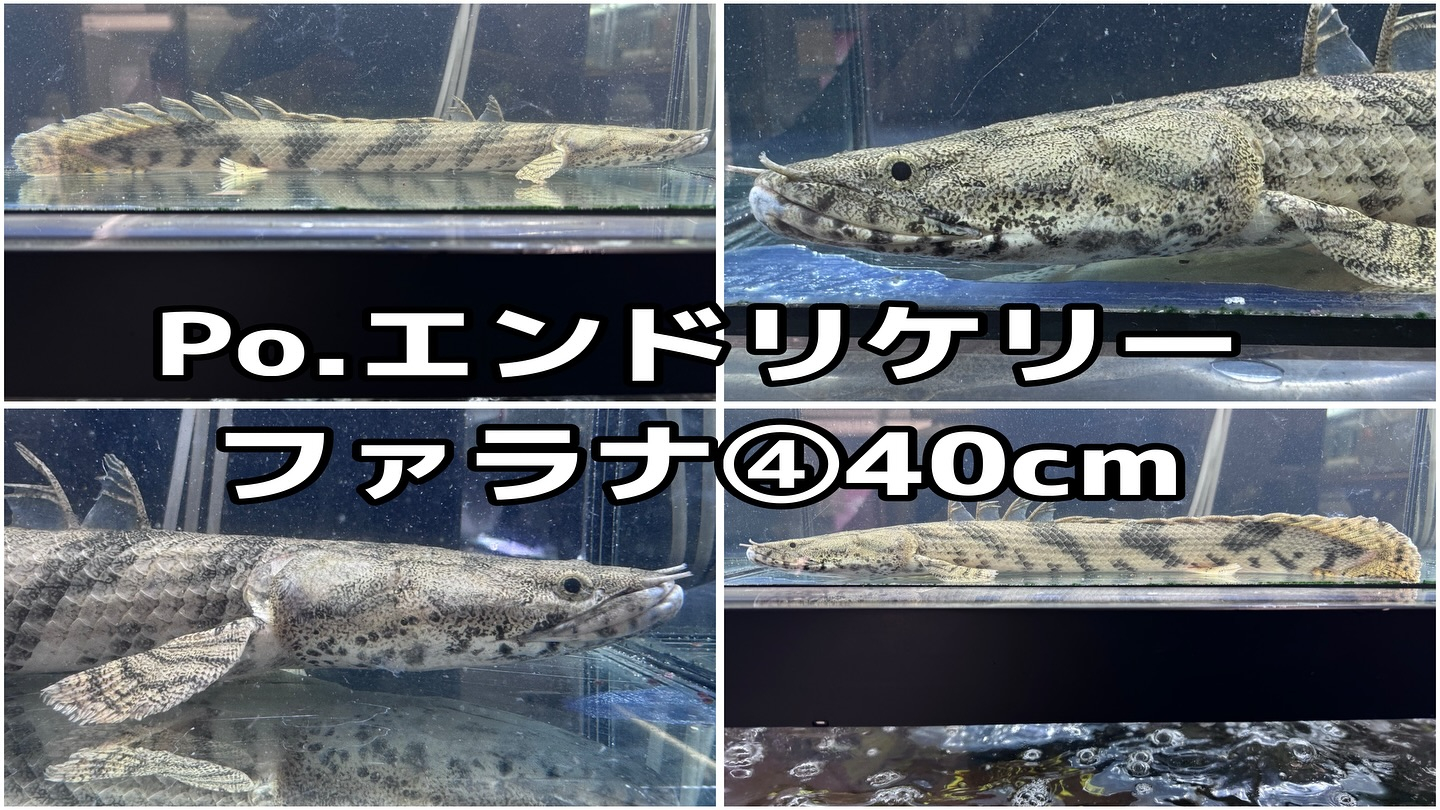 ㊗️3周年祭㊗️SALE🛍️通販対象商品★