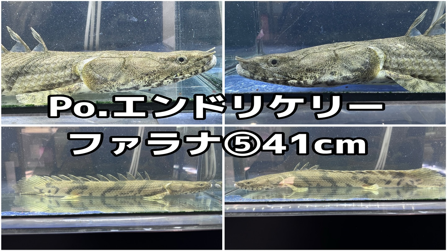 ㊗️3周年祭㊗️SALE🛍️通販対象商品★