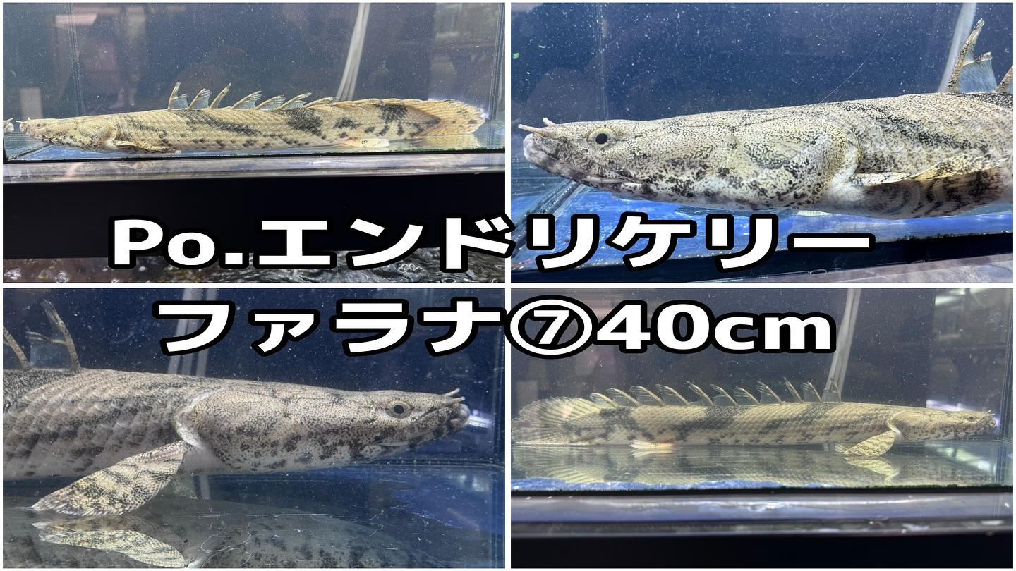 ㊗️3周年祭㊗️SALE🛍️通販対象商品★