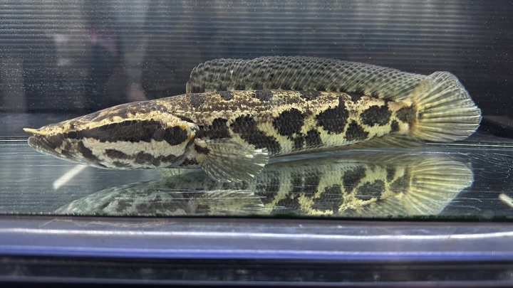 ㊗️3周年祭㊗️SALE🛍️通販対象商品★