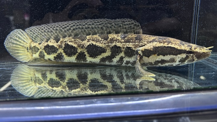 ㊗️3周年祭㊗️SALE🛍️通販対象商品★