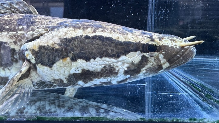 ㊗️3周年祭㊗️SALE🛍️通販対象商品★