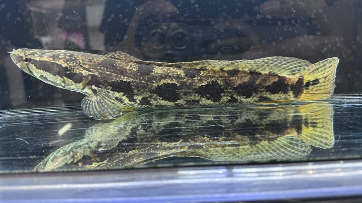 ㊗️3周年祭㊗️SALE🛍️通販対象商品★