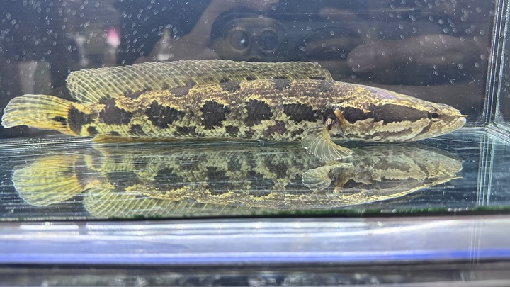 ㊗️3周年祭㊗️SALE🛍️通販対象商品★