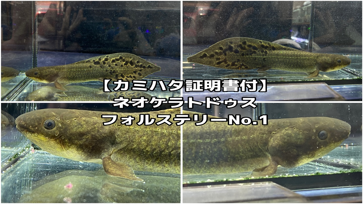 ㊗️３周年祭㊗️SALE🛍️