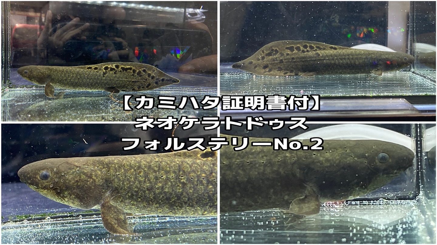 ㊗️３周年祭㊗️SALE🛍️