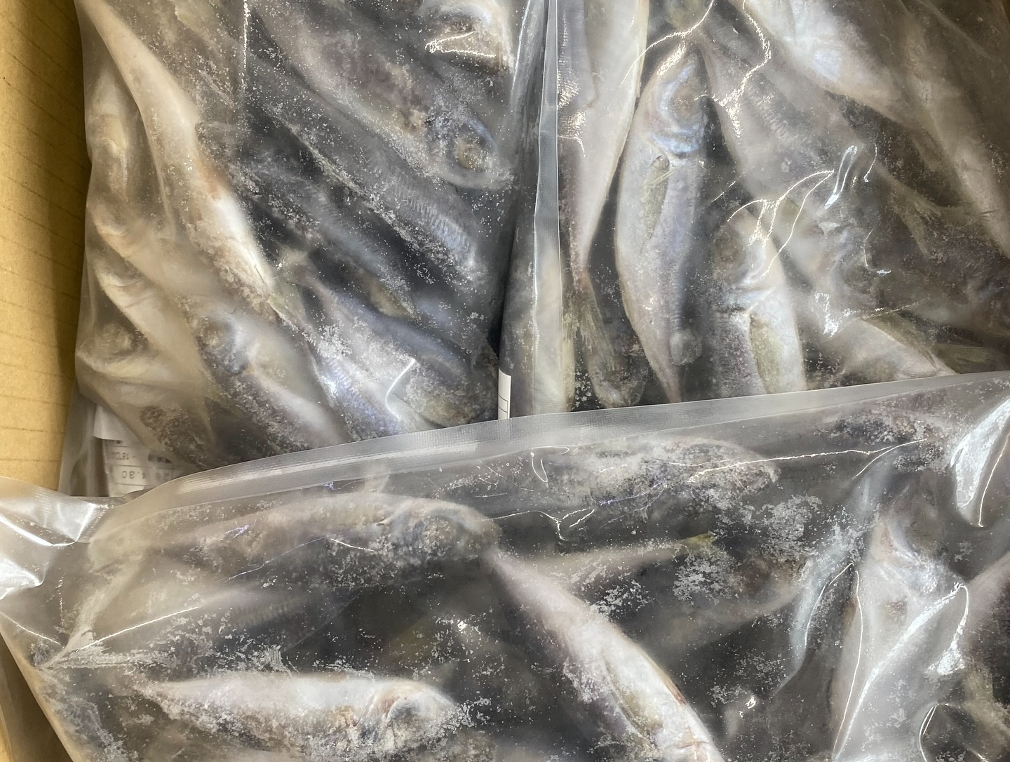 欠品していた冷凍餌入荷致しました🙌