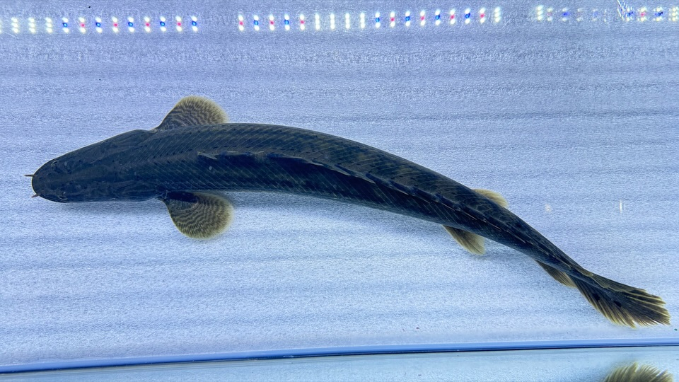 aquastyleg.base.shop/items/107...