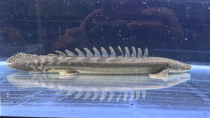 aquastyleg.base.shop/items/107...