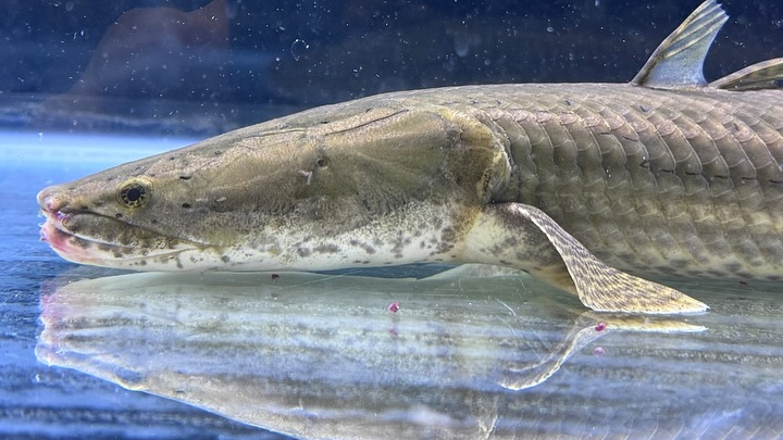 aquastyleg.base.shop/items/107...