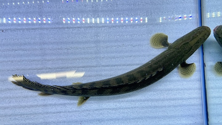 aquastyleg.base.shop/items/107...