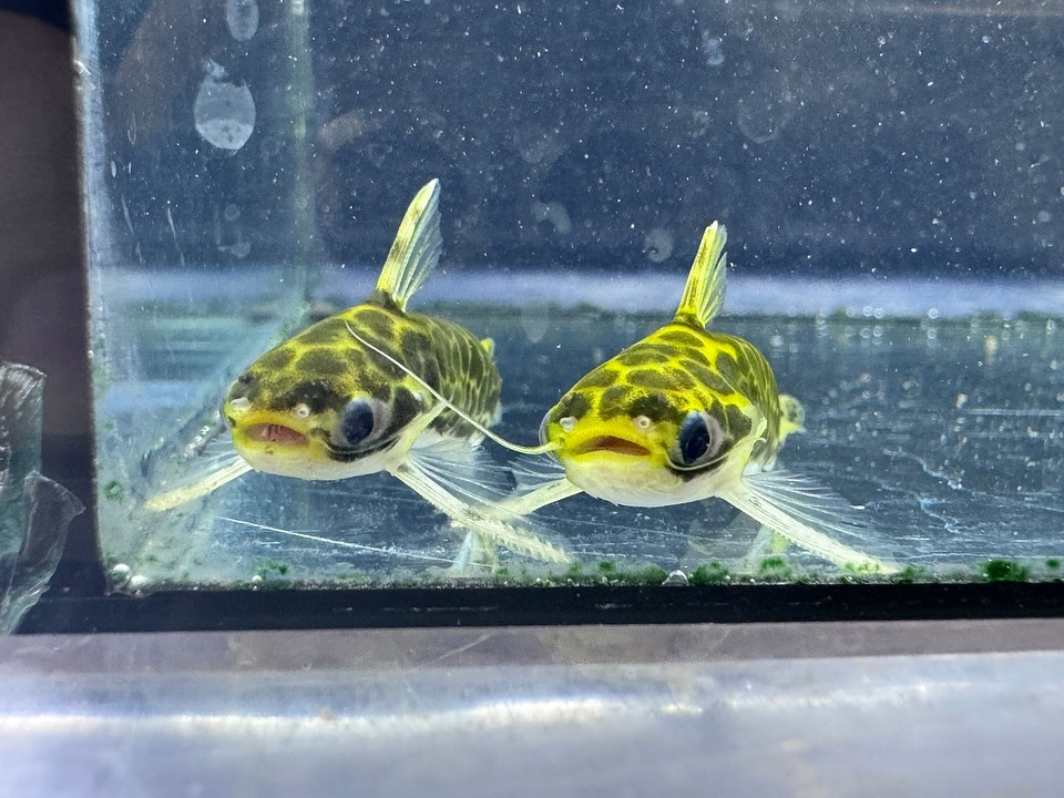 レオパード タティア コロンビア産 4〜5cm