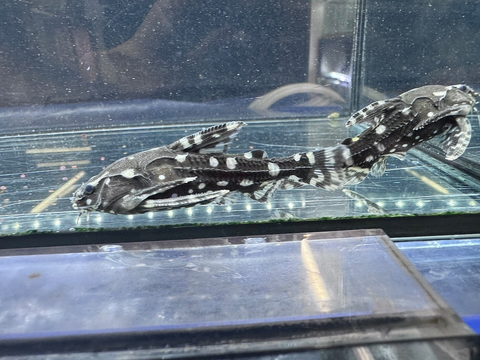 スポットトーキングキャット コロンビア産 7cm前後