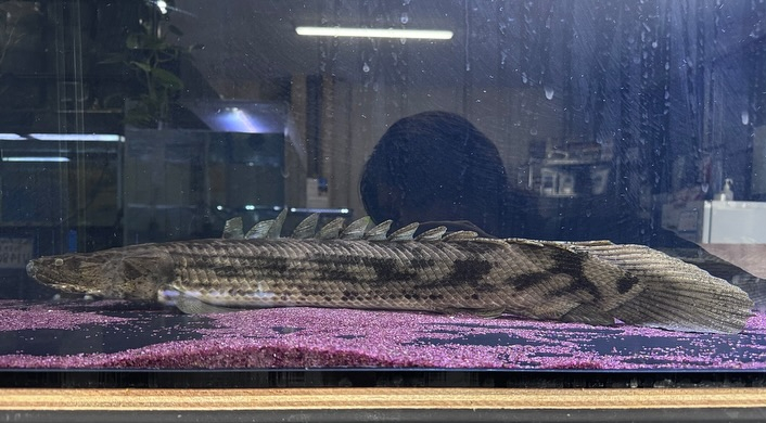 aquastyleg.base.shop/items/107...