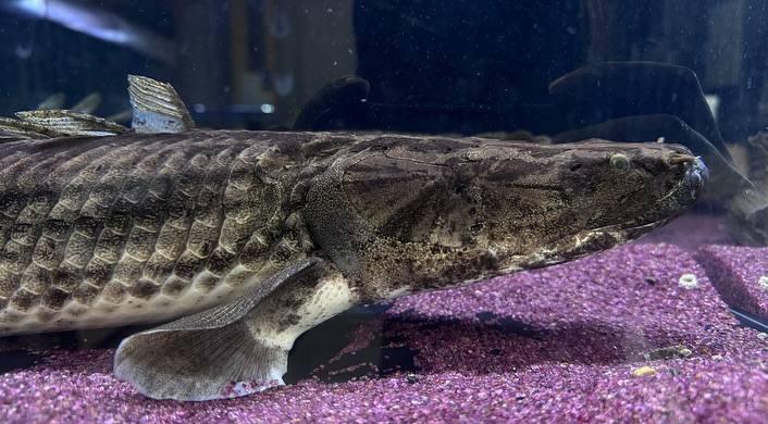 aquastyleg.base.shop/items/107...