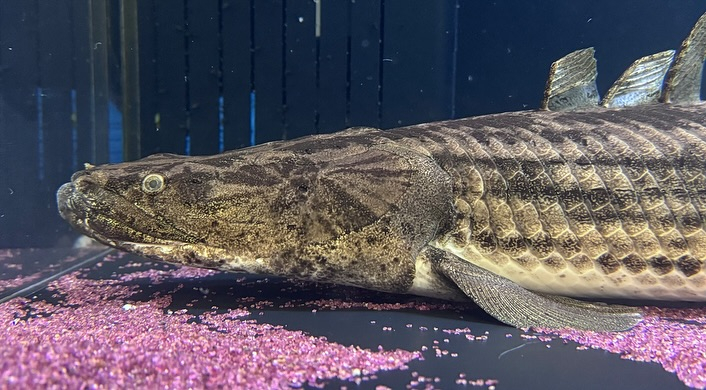 aquastyleg.base.shop/items/107...