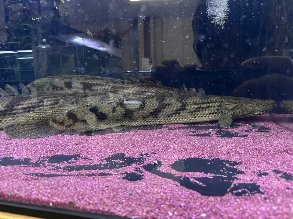 aquastyleg.base.shop/items/107...