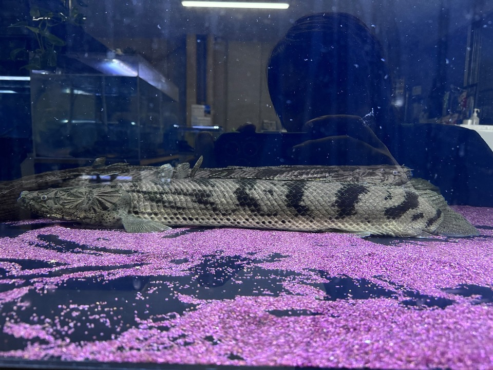 aquastyleg.base.shop/items/107...