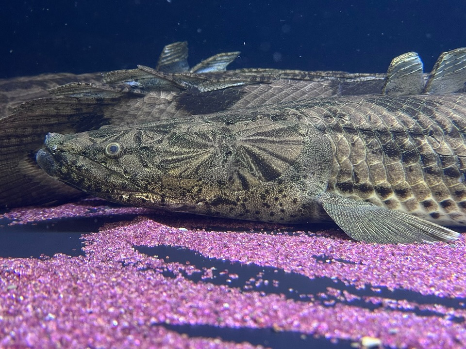 aquastyleg.base.shop/items/107...