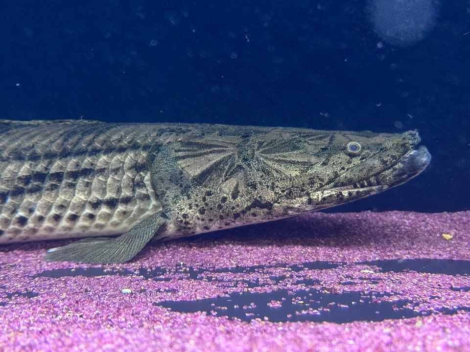 aquastyleg.base.shop/items/107...