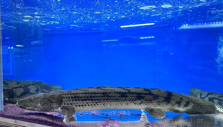 aquastyleg.base.shop/items/107...